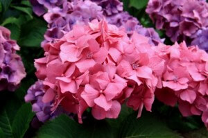 hydrangea flowers for your cabin